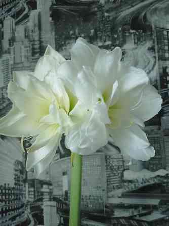 гиппеаструм Альфреско Макеевка