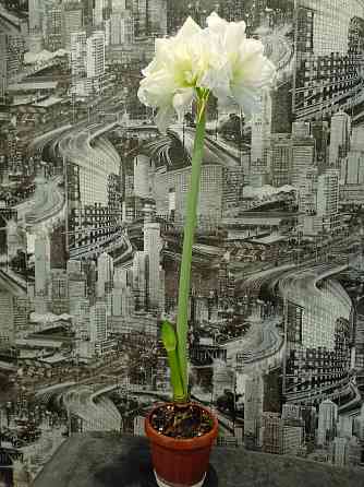 гиппеаструм Альфреско Макеевка