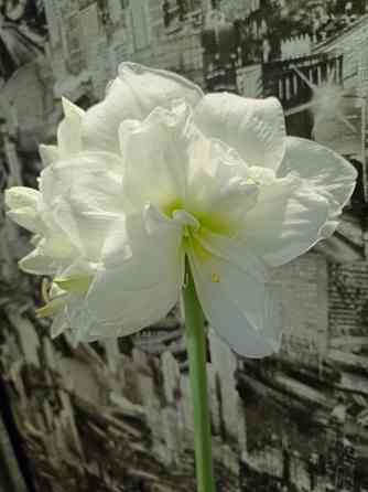 гиппеаструм Альфреско Макеевка