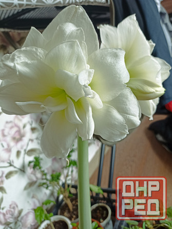 гиппеаструм Альфреско Макеевка - изображение 5