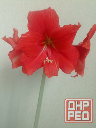 гиппеаструм Альфреско Макеевка - изображение 6