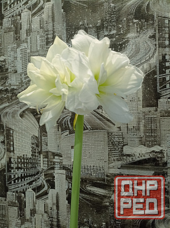 гиппеаструм Альфреско Макеевка - изображение 3