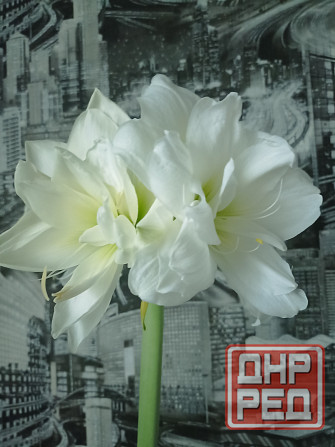 гиппеаструм Альфреско Макеевка - изображение 4