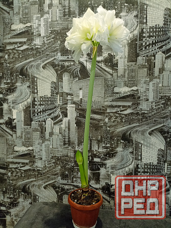 гиппеаструм Альфреско Макеевка - изображение 2