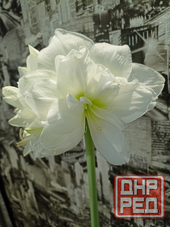 гиппеаструм Альфреско Макеевка - изображение 1