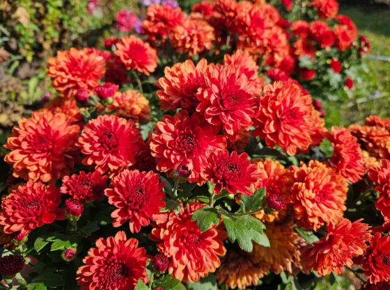 Хризантема Донецк