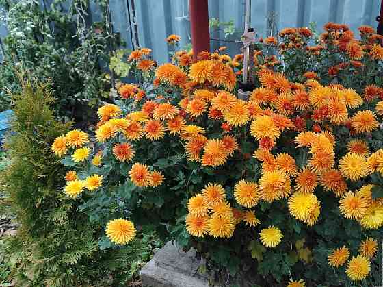 Хризантема Донецк