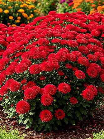 Хризантема Донецк