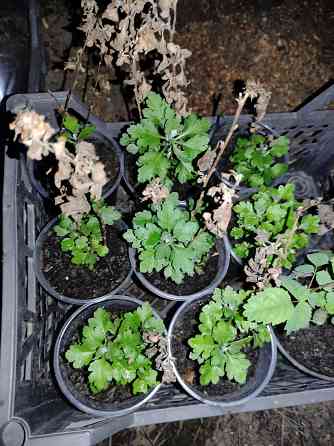 Хризантема Донецк