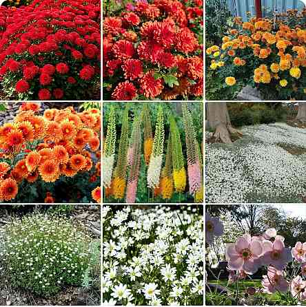 Хризантема Донецк