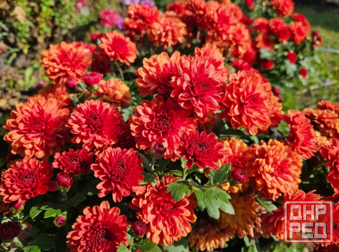 Хризантема Донецк - изображение 3