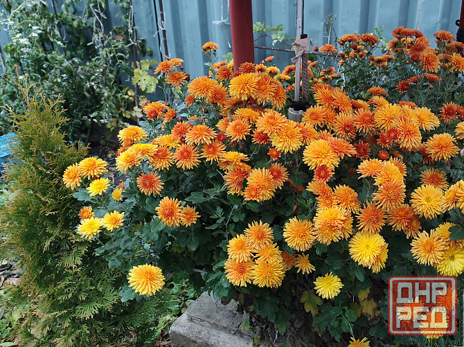 Хризантема Донецк - изображение 2
