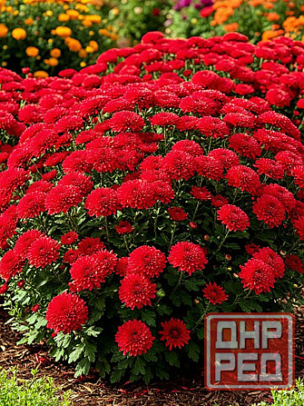 Хризантема Донецк - изображение 4