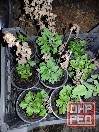 Хризантема Донецк - изображение 5