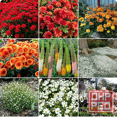 Хризантема Донецк - изображение 1