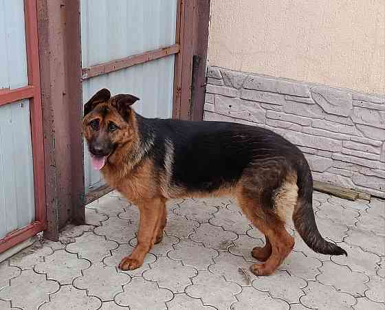 Немецкая овчарка Донецк