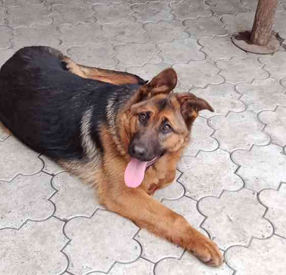 Немецкая овчарка Донецк