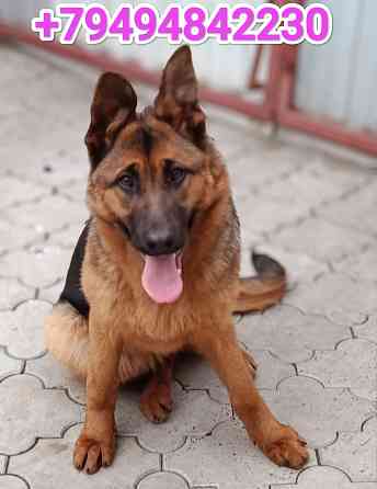 Немецкая овчарка Донецк
