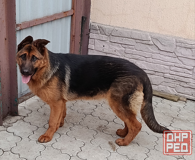 Девочка немочка Донецк - изображение 2