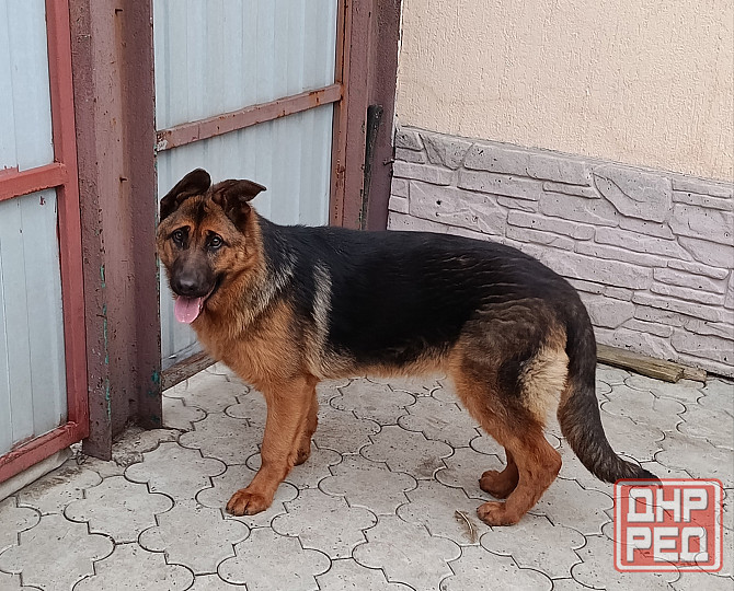 Немецкая овчарка Донецк - изображение 2