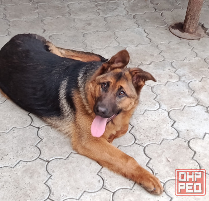 Немецкая овчарка Донецк - изображение 3