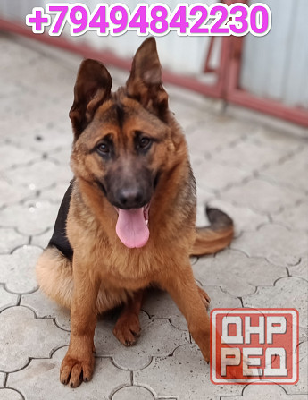 Немецкая овчарка Донецк - изображение 1