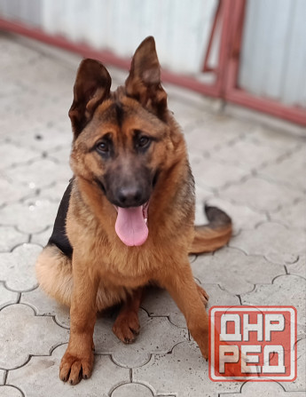 Девочка немочка Донецк - изображение 3