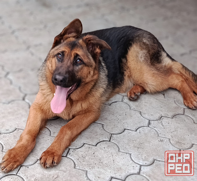Немецкая овчарка Донецк - изображение 4