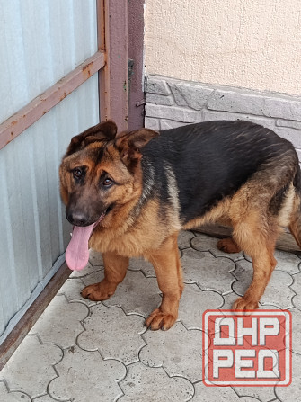 Девочка немочка Донецк - изображение 4