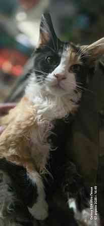 Продам котят мейн-куна, девочки 10т Донецк