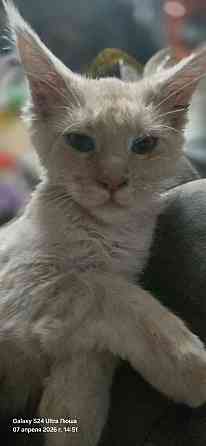 Продам котят мейн-куна, девочки 10т Донецк