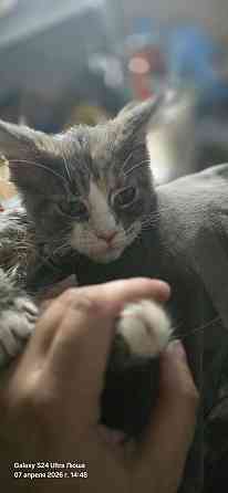 Продам котят мейн-куна, девочки 10т Донецк