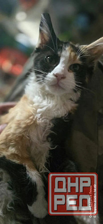 Продам котят мейн-куна, девочки 10т Донецк - изображение 1