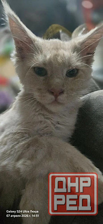 Продам котят мейн-куна, девочки 10т Донецк - изображение 2