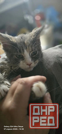 Продам котят мейн-куна, девочки 10т Донецк - изображение 3