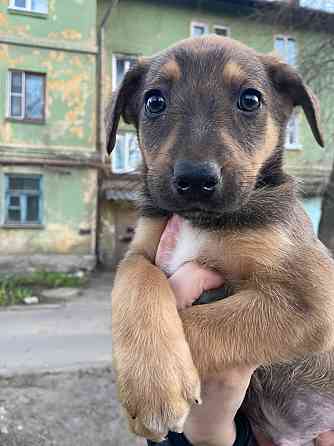 Щенки ищут хозяина Донецк