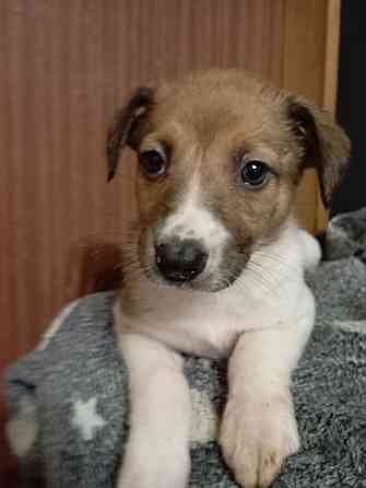 Щенки ищут хозяина Донецк