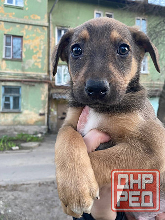 Щенки ищут хозяина Донецк - изображение 1