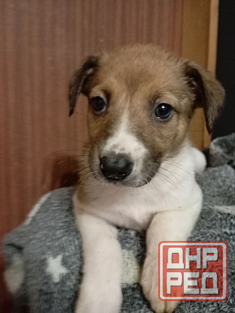 Щенки ищут хозяина Донецк - изображение 2