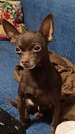 Той-терьер Донецк