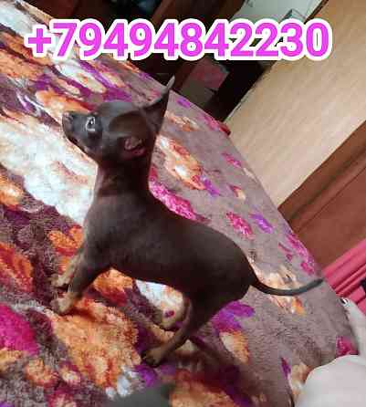 Детки конфетки Донецк