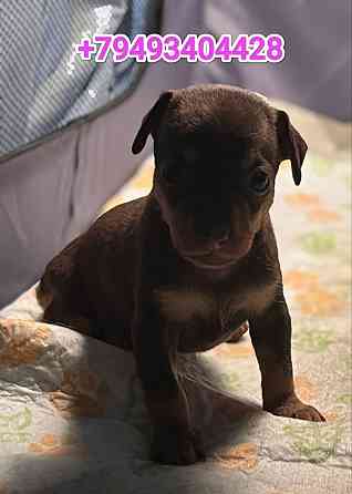 Детки конфетки Донецк