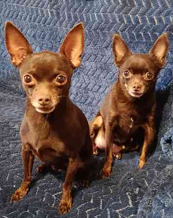 Той-терьер Донецк