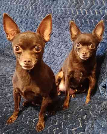 Детки конфетки Донецк