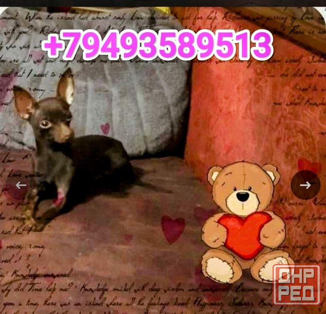 Той-терьер Донецк - изображение 4