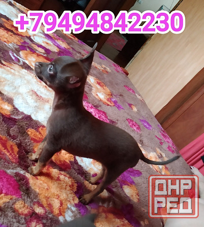 Детки конфетки Донецк - изображение 2