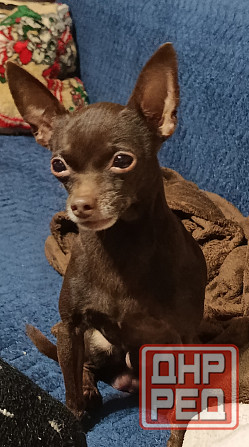 Детки конфетки Донецк - изображение 7