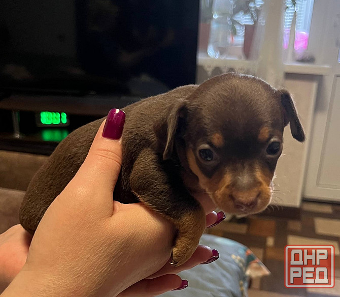 Детки конфетки Донецк - изображение 5