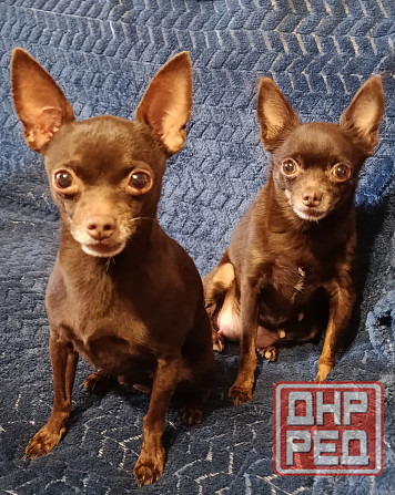 Той-терьер Донецк - изображение 2