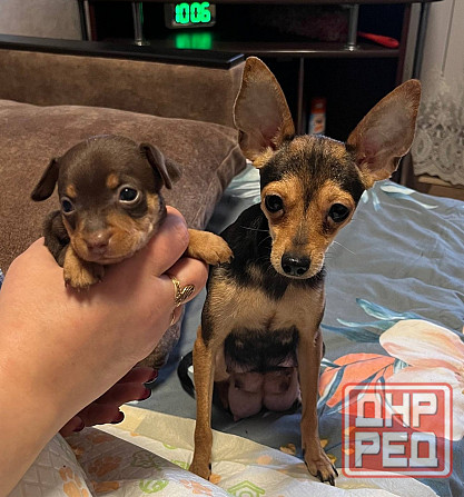 Детки конфетки Донецк - изображение 3